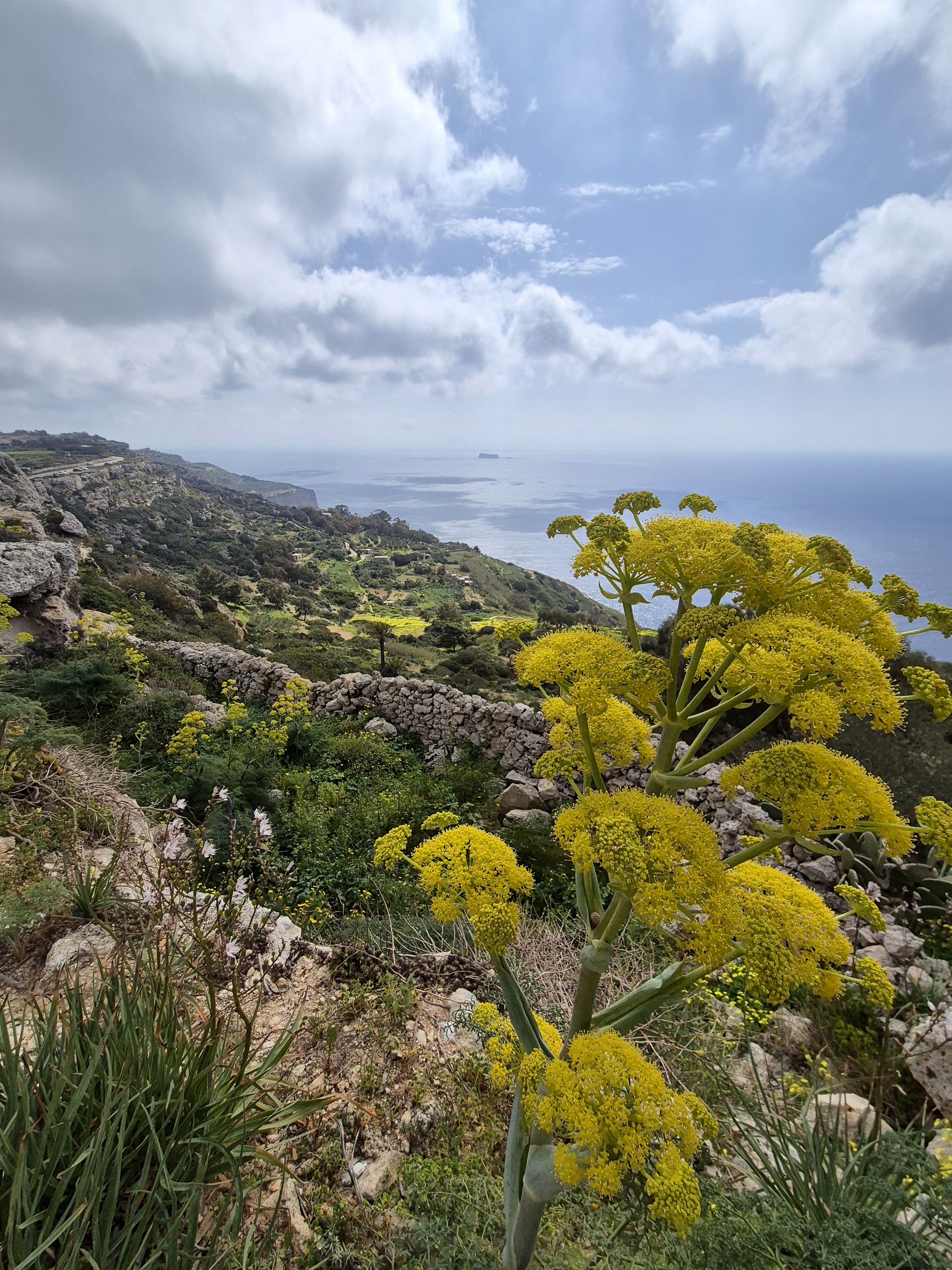 Indigenous plants on cliffs